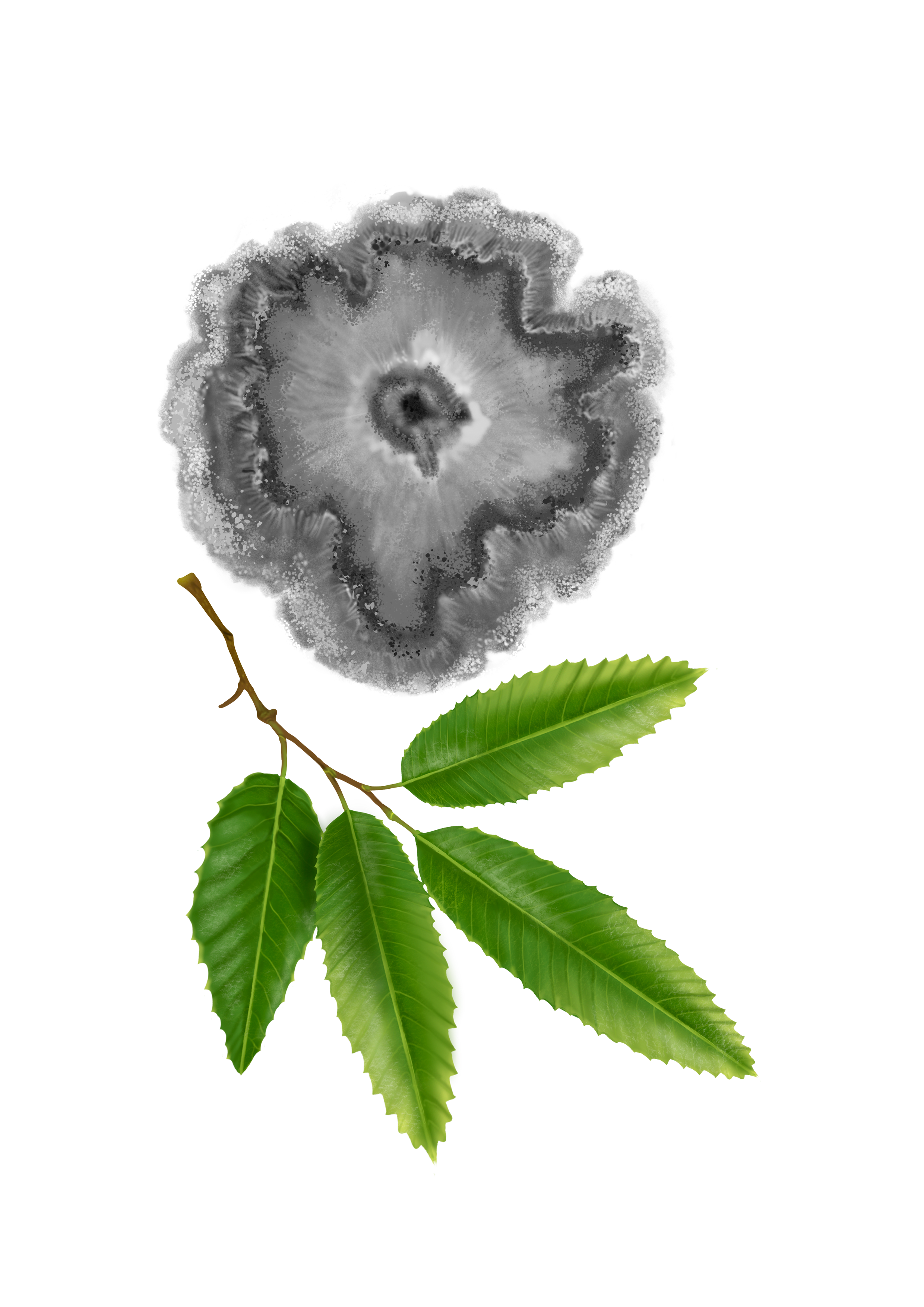 Chestnut blight / Cryphonectria parasitica