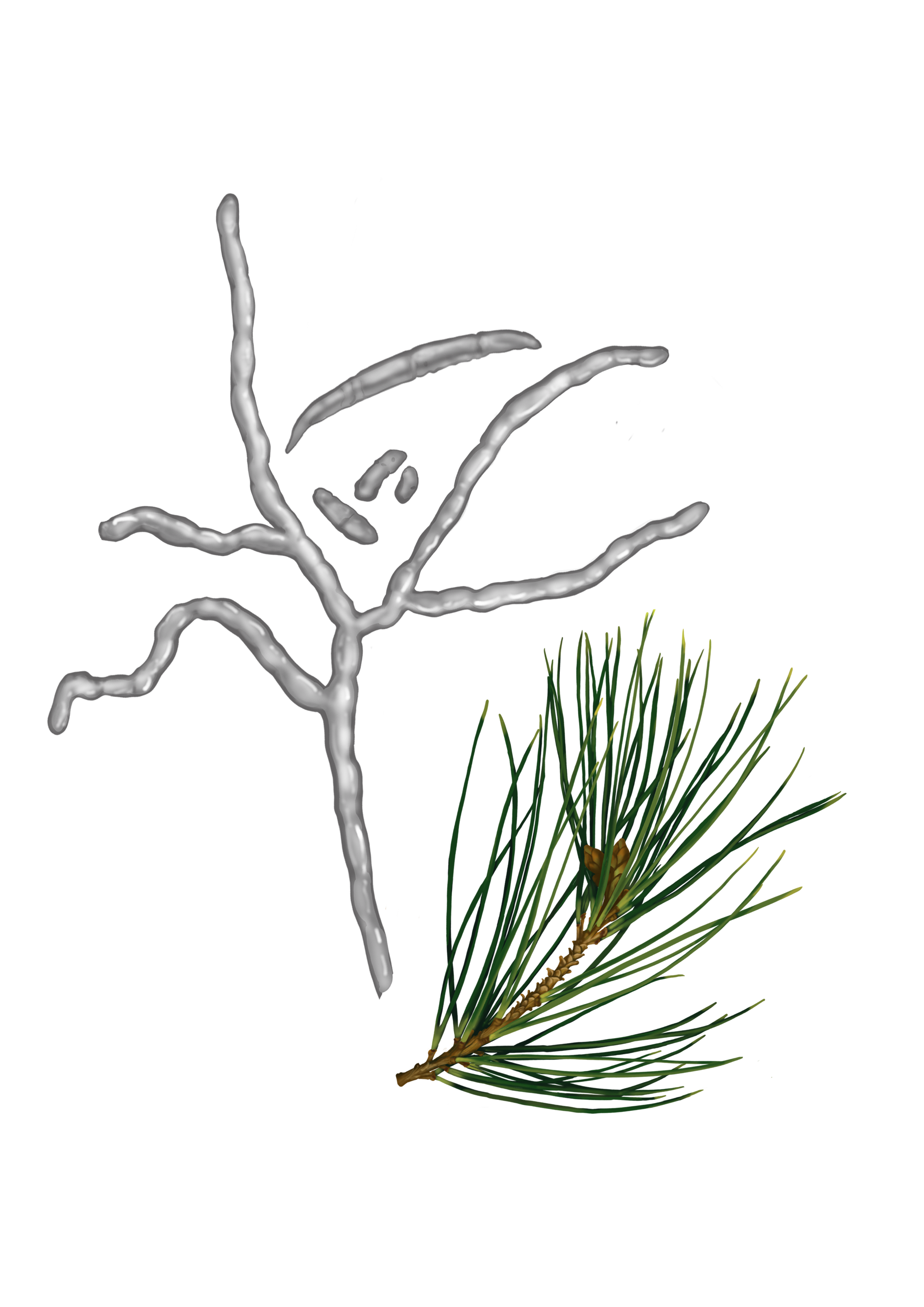 Pine pitch canker / Fusarium circinatum