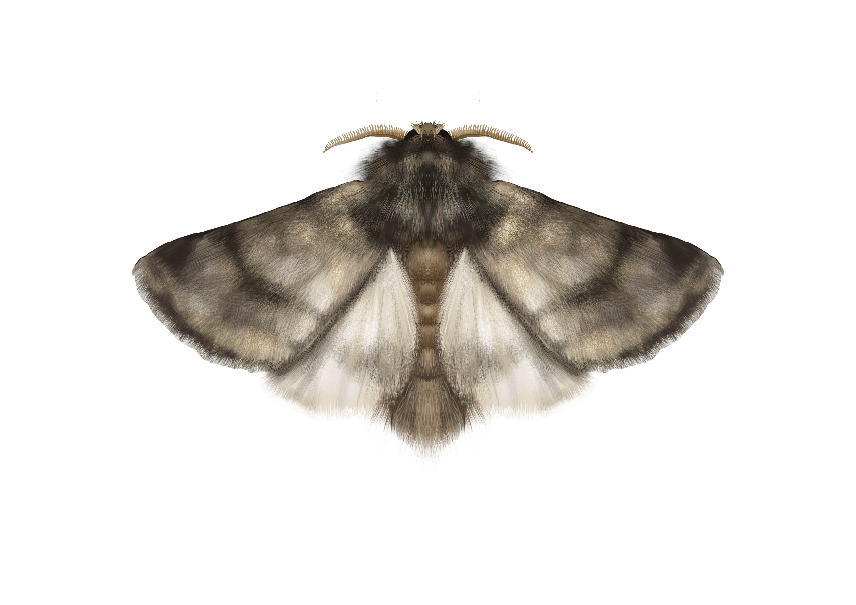 Oak processionary moth / Thaumetopoea processionea